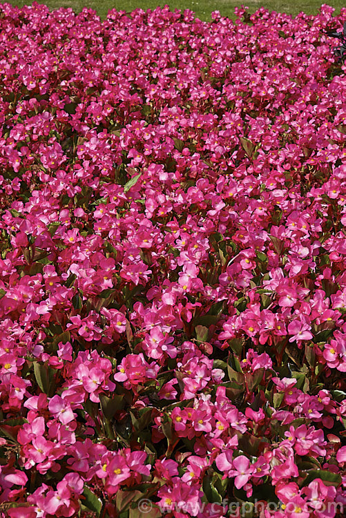 Bedding Begonias or Wax Begonias (<i>Begonia semperflorens-cultorum Dragon Wing x Pink</i>), derived from several fibrous-rooted species, these small-flowered hybrids occur in green- and red-leaved forms and in a range of flower colours. Although perennial, they are frost-tender and are usually treated as annuals. This cultivar is the pink-flowered form of Dragon Wing, a strain marketed by Ball. Horticulture of the United States. Order: Cucurbitales, Family: Begoniaceae