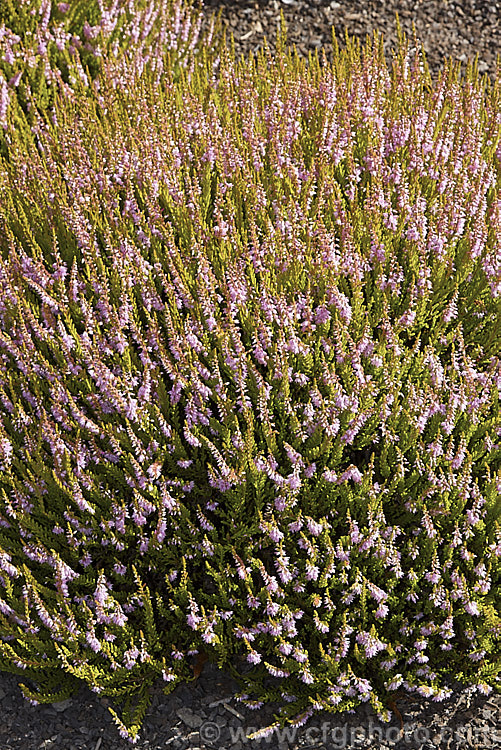 Calluna vulgaris 'Winter. Chocolate', an early-flowering heather with small pink flowers and multi-coloured foliage. In winter the leaves combine yellow-green, gold and warm brown, the spring growth is pinkish-cream and red, maturing by summer- to yellow-green, soft orange, light pink and green 'Winter. Chocolate' is 30-50cm tall and up to 75cm wide. calluna-2108htm'>Calluna. Order: Ericales, Family: Ericaceae