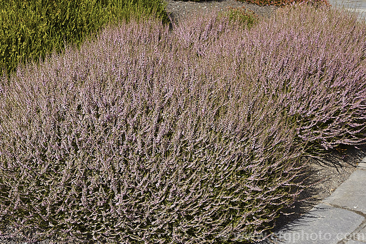 Calluna vulgaris 'Jimmy. Dyce', this cultivar, found on Winterton. Heath, Norfolk, England, has semi-double to double flowers and its olive-green summer foliage turns from deep green to bronze in winter. calluna-2108htm'>Calluna. Order: Ericales, Family: Ericaceae