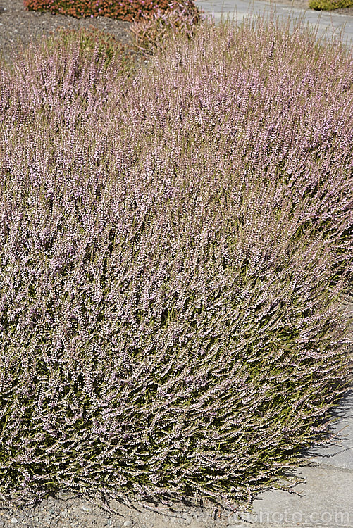 Calluna vulgaris 'Jimmy. Dyce', this cultivar, found on Winterton. Heath, Norfolk, England, has semi-double to double flowers and its olive-green summer foliage turns from deep green to bronze in winter. calluna-2108htm'>Calluna. Order: Ericales, Family: Ericaceae