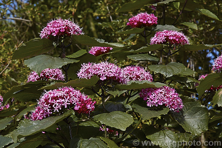 Glory. Flower (<i>Clerodendrum bungei [syn. Clerodendrum foetidum]), a suckering late summer-flowering evergreen 2m high shrub native to China and northern India clerodendrum-2284htm'>Clerodendrum.