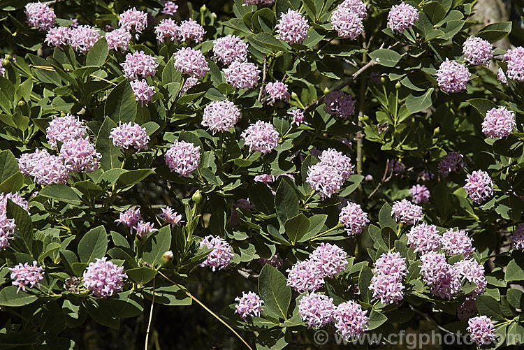 Dais cotinifolia photo at Pictures of Plants stock image library