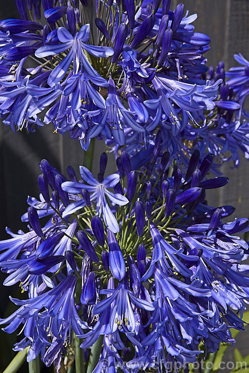 Agapanthus 'Ellamae' (syn 'Royal Ama'), a summer flowering 1978 American hybrid of probable <i>Agapanthus africanus</i> x <i>Agapanthus praecox</i> parentage. Near-evergreen in mild climates it forms a dense clump of strappy leaves with heads of clear deep blue flowers that have green pedicels. The flower stems can exceed 1.2m tall. Order: Asparagales, Family: Amaryllidaceae