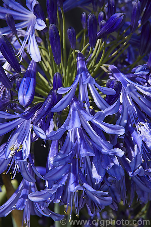 Agapanthus 'Ellamae' (syn 'Royal Ama'), a summer flowering 1978 American hybrid of probable <i>Agapanthus africanus</i> x <i>Agapanthus praecox</i> parentage. Near-evergreen in mild climates it forms a dense clump of strappy leaves with heads of clear deep blue flowers that have green pedicels. The flower stems can exceed 1.2m tall. Order: Asparagales, Family: Amaryllidaceae