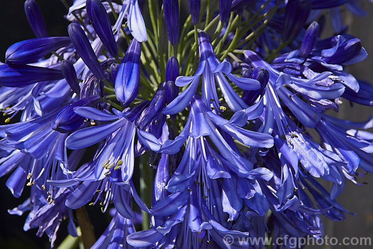 Agapanthus 'Ellamae' (syn 'Royal Ama'), a summer flowering 1978 American hybrid of probable <i>Agapanthus africanus</i> x <i>Agapanthus praecox</i> parentage. Near-evergreen in mild climates it forms a dense clump of strappy leaves with heads of clear deep blue flowers that have green pedicels. The flower stems can exceed 1.2m tall. Order: Asparagales, Family: Amaryllidaceae