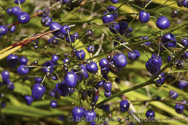 The mature fruit of Turutu or Blue Berry (<i>Dianella nigra</i>), a strappy-leaved New Zealand perennial that forms a tufted clump of foliage. Its white flowers are tiny, around 8mm wide, but are followed by conspicuous purple fruit that mature by late summer. When not in flower or fruit it could be mistaken for a dwarf. NZ. Flax (<i>Phormium</i>). dianella-2682htm'>Dianella.