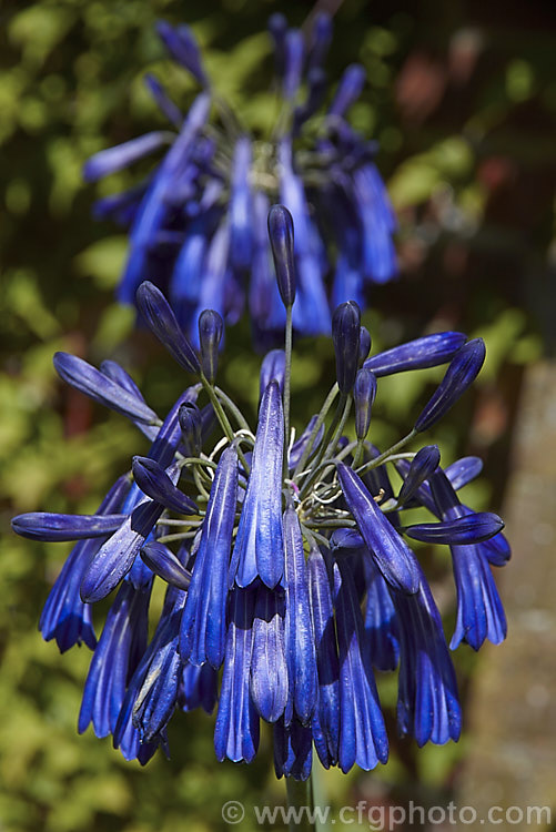 <i>Agapanthus inapertus</i> subsp. <i>pendulus</i> (syn. <i>Agapanthus pendulus</i>), a deciduous, summer-flowering perennial native to South Africa. Its strappy, slightly glaucous leaves are up 70cm long and quite densely crowded. The pendulous deep indigo flowers are borne in fairly small heads atop stems that are typically 1.2m tall, though they can reach 1.8m. Order: Asparagales, Family: Amaryllidaceae