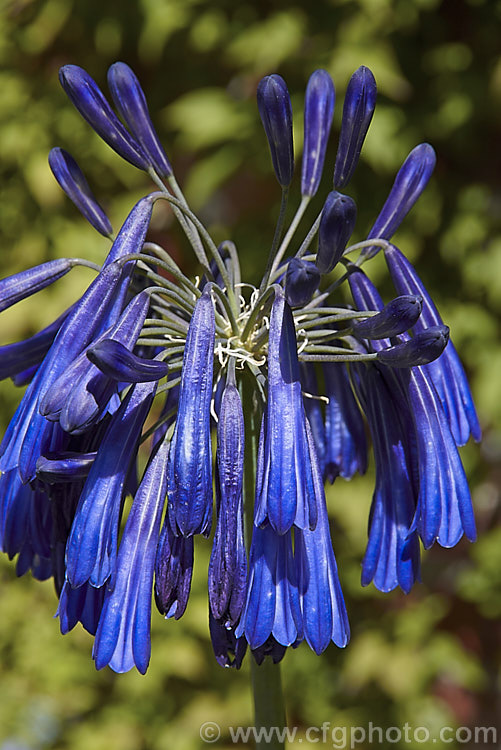 <i>Agapanthus inapertus</i> subsp. <i>pendulus</i> (syn. <i>Agapanthus pendulus</i>), a deciduous, summer-flowering perennial native to South Africa. Its strappy, slightly glaucous leaves are up 70cm long and quite densely crowded. The pendulous deep indigo flowers are borne in fairly small heads atop stems that are typically 1.2m tall, though they can reach 1.8m. Order: Asparagales, Family: Amaryllidaceae