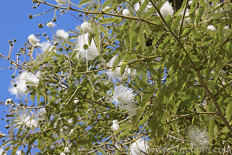 Powder. Puff. Tree or Snowflake. Acacia (<i>Calliandra portoricensis</i>), a shrub or small tree to about 6m tall It is found from southern Mexico to Panama and in the West Indies. calliandra-2621htm'>Calliandra.