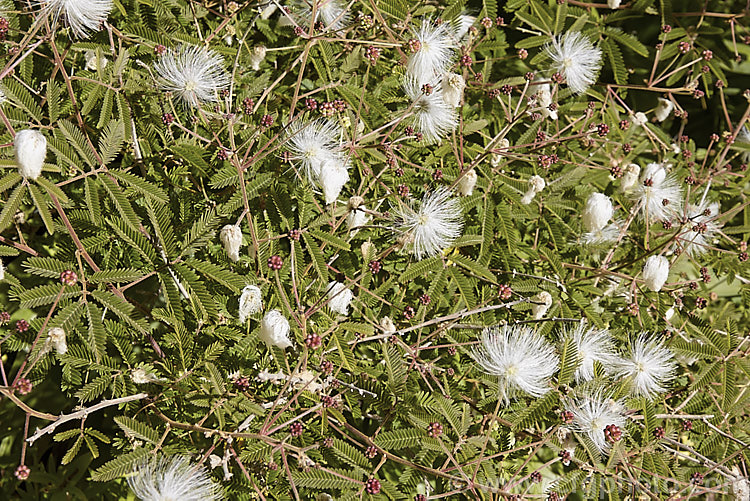 Powder. Puff. Tree or Snowflake. Acacia (<i>Calliandra portoricensis</i>), a shrub or small tree to about 6m tall It is found from southern Mexico to Panama and in the West Indies. calliandra-2621htm'>Calliandra.