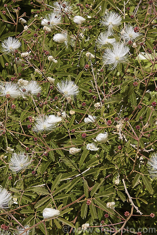 Powder. Puff. Tree or Snowflake. Acacia (<i>Calliandra portoricensis</i>), a shrub or small tree to about 6m tall It is found from southern Mexico to Panama and in the West Indies. calliandra-2621htm'>Calliandra.