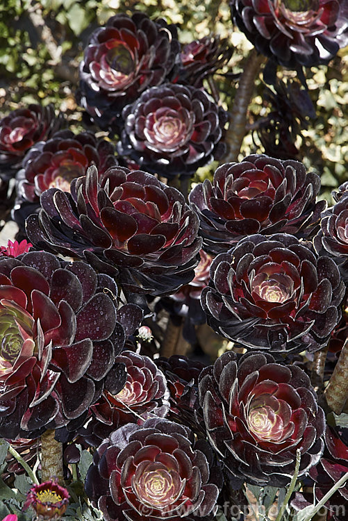 <i>Aeonium arboreum</i> 'Atropurpureum', a red-purple- to maroon-foliaged form (not as dark as 'Schwarzkopf) of a bushy succulent native to Gran Canaria Island The flowers open in early spring. Mature clumps cover a large area and can have flower stems over 15m tall. Order: Saxifragales, Family: Crassulaceae