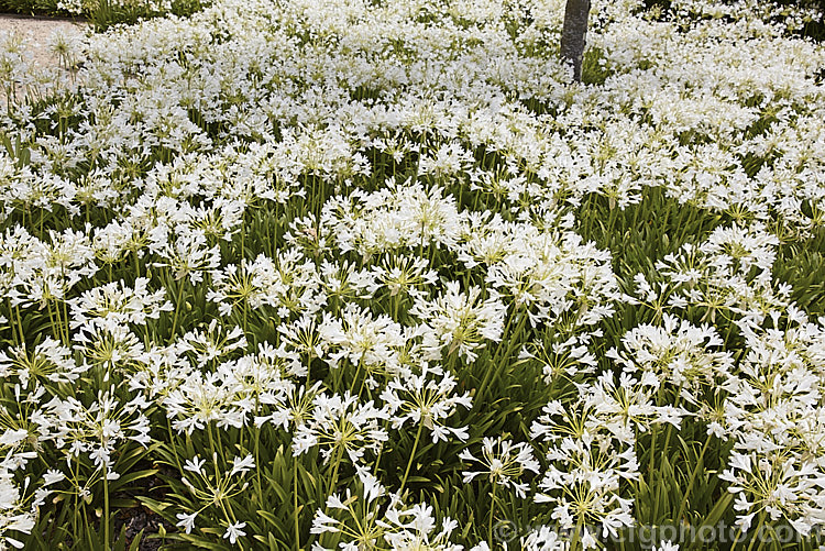 <i>Agapanthus praecox</i> subsp. <i>orientalis</i> 'Albus' (syn 'Albidus'), a compact, evergreen, light-green foliage, white-flowered cultivar. Its flower stems are 45-60cm high and usually very abundant. Order: Asparagales, Family: Amaryllidaceae