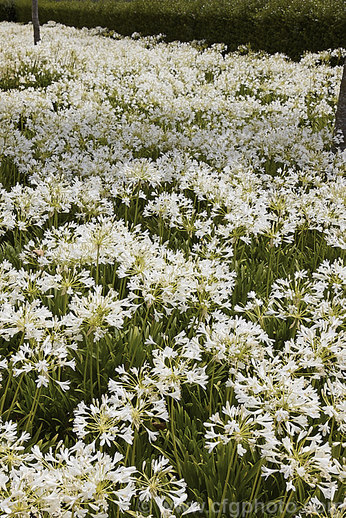 <i>Agapanthus praecox</i> subsp. <i>orientalis</i> 'Albus' (syn 'Albidus'), a compact, evergreen, light-green foliage, white-flowered cultivar. Its flower stems are 45-60cm high and usually very abundant. Order: Asparagales, Family: Amaryllidaceae