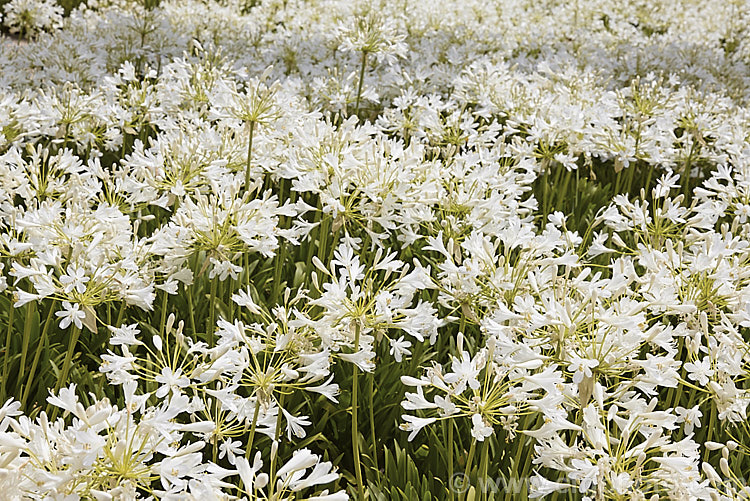 <i>Agapanthus praecox</i> subsp. <i>orientalis</i> 'Albus' (syn 'Albidus'), a compact, evergreen, light-green foliage, white-flowered cultivar. Its flower stems are 45-60cm high and usually very abundant. Order: Asparagales, Family: Amaryllidaceae