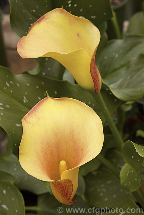 Zantedeschia x hybrida 'Mango', a hybrid 'calla' lily with a pale gold to soft orange spathe deepening to coral at the centre and edges. It should not be confused with 'Orange Mango', which has much darker, more intensely coloured flowerheads.<br />
<br />
<span style='color:red'>Note:</span> this image intentionally has very shallow depth of field. The focus is centred on front of the foreground bloom