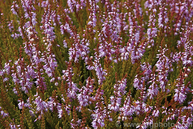 Calluna vulgaris 'Winter. Chocolate', an early-flowering heather with small pink flowers and multi-coloured foliage. In winter the leaves combine yellow-green, gold and warm brown, the spring growth is pinkish-cream and red, maturing by summer- to yellow-green, soft orange, light pink and green 'Winter. Chocolate' is 30-50cm tall and up to 75cm wide. calluna-2108htm'>Calluna. Order: Ericales, Family: Ericaceae