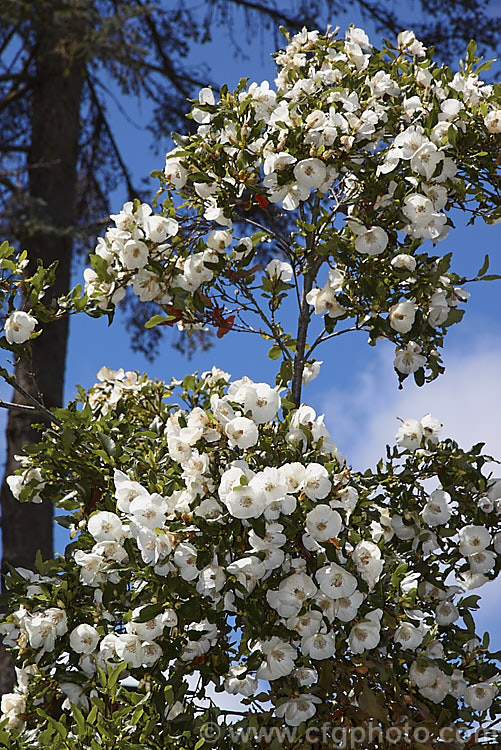 Eucryphia x intermedia, this evergreen shrub is a hybrid between theChilean. Eucryphia glutinosa and Eucryphia lucida from Tasmania. It grows to around 8 m tall, flowers in summer and is similar to E lucida but differs most noticeably in having both simple and pinnate leaves. eucryphia-2247htm'>Eucryphia. <a href='cunoniaceae-plant-family-photoshtml'>Cunoniaceae</a>.