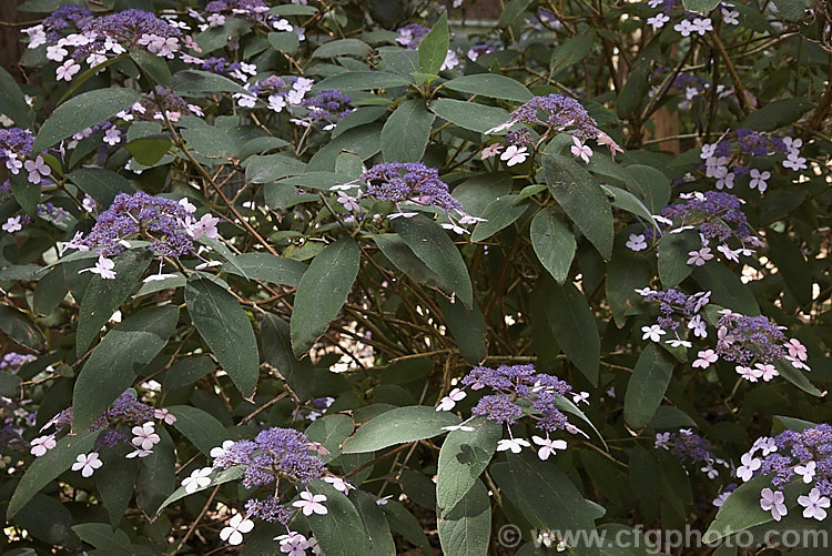 Hydrangea aspera (syn. Hydrangea villosa</i>), a spreading, summer-flowering deciduous shrub or small tree native to temperate and subtropical East Asia. The heads bear relatively few sterile flowers. hydrangea-2128htm'>Hydrangea. <a href='hydrangeaceae-plant-family-photoshtml'>Hydrangeaceae</a>.