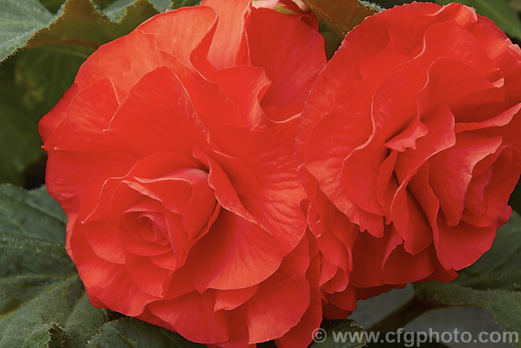 <i>Begonia x tuberhybrida</i> 'Gypsy', one of the many fancy-flowered tuberous begonias, a group of hybrids derived from several Andean species. Order: Cucurbitales, Family: Begoniaceae