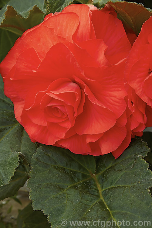 <i>Begonia x tuberhybrida</i> 'Gypsy', one of the many fancy-flowered tuberous begonias, a group of hybrids derived from several Andean species. Order: Cucurbitales, Family: Begoniaceae