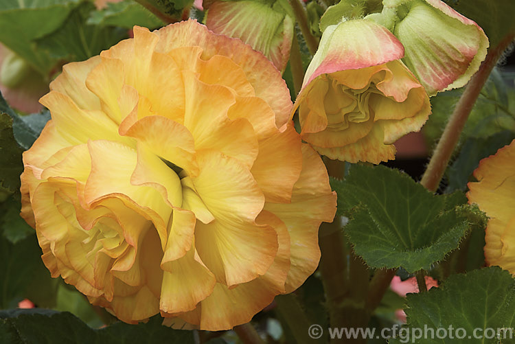 <i>Begonia x tuberhybrida</i> ''Mary Lee', one of the many fancy-flowered tuberous begonias, a group of hybrids derived from several Andean species. Order: Cucurbitales, Family: Begoniaceae