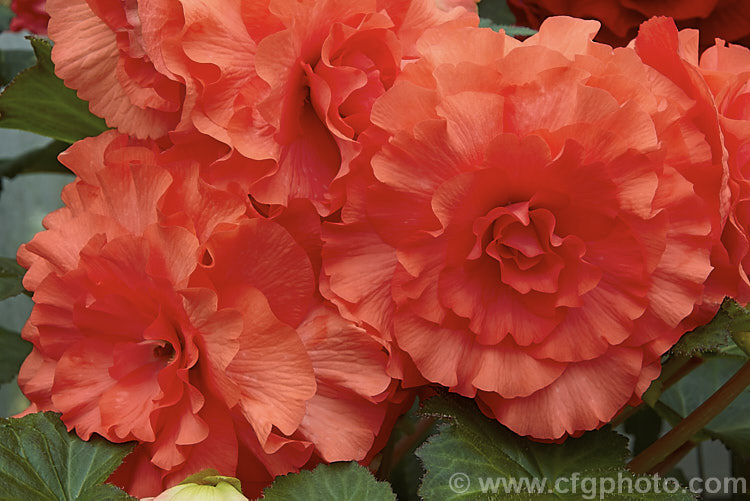 <i>Begonia x tuberhybrida</i> 'Eve Grey', one of the many fancy-flowered tuberous begonias, a group of hybrids derived from several Andean species. Order: Cucurbitales, Family: Begoniaceae