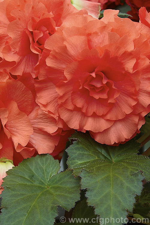 <i>Begonia x tuberhybrida</i> 'Eve Grey', one of the many fancy-flowered tuberous begonias, a group of hybrids derived from several Andean species. Order: Cucurbitales, Family: Begoniaceae