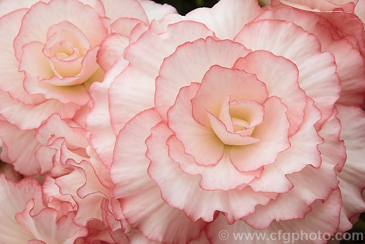 <i>Begonia x tuberhybrida</i> ''Mary Ann', one of the many fancy-flowered tuberous begonias, a group of hybrids derived from several Andean species. Order: Cucurbitales, Family: Begoniaceae