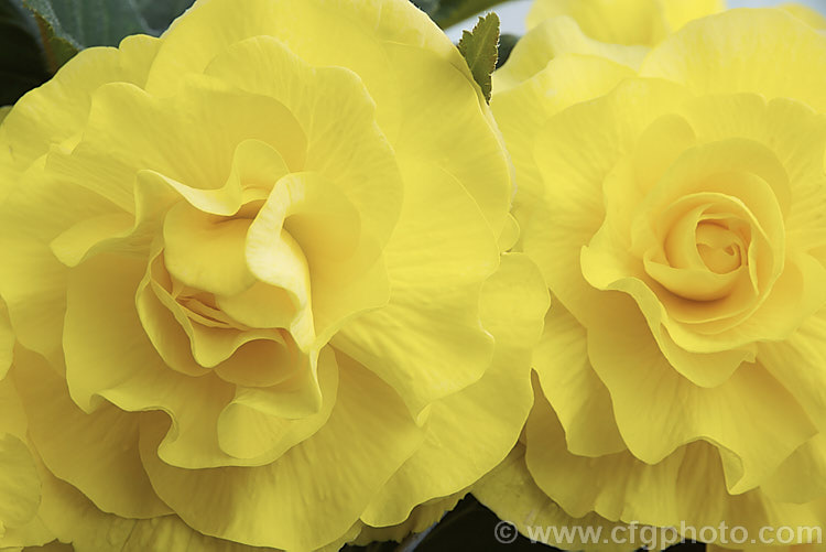 <i>Begonia x tuberhybrida</i> 'Forton', one of the many fancy-flowered tuberous begonias, a group of hybrids derived from several Andean species. Order: Cucurbitales, Family: Begoniaceae