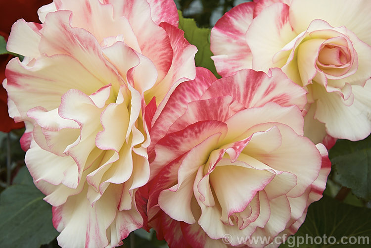 <i>Begonia x tuberhybrida</i> 'Honeymoon', one of the many fancy-flowered tuberous begonias, a group of hybrids derived from several Andean species. Order: Cucurbitales, Family: Begoniaceae