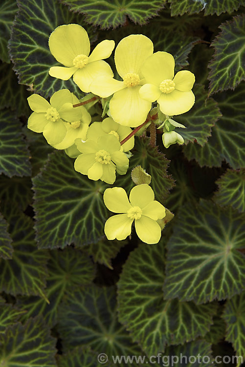 Begonia pearcei, an Andean species introduced to Europe in 1864 by Richard. Pearce and important in the hybridising of the<i>Begonia x tuberhybrida</i>begonias, the first of which appeared in 1867. Order: Cucurbitales, Family: Begoniaceae