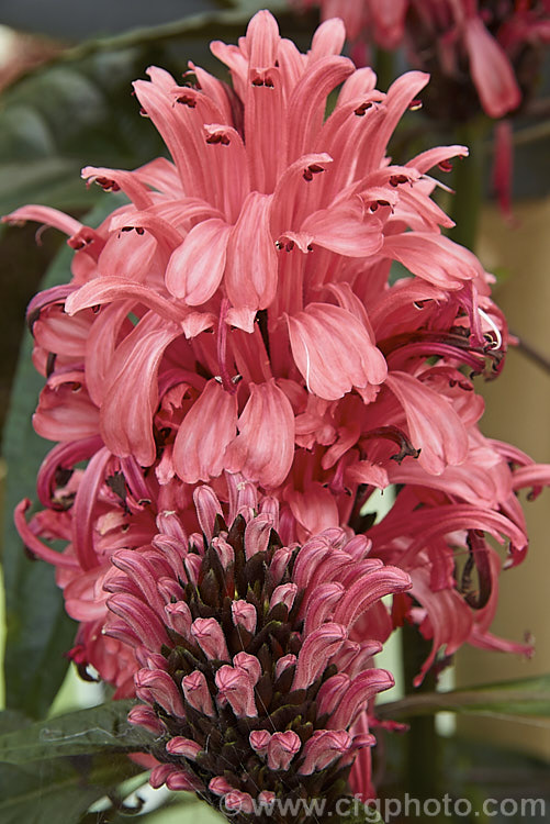 Brazilian. Plume, Plume Flower or Flamingo Plant (<i>Justicia carnea</i>), an evergreen shrub up to 2m tall, native to northern South America. It is widely grown as a house or greenhouse plant and is valued for its lush foliage and heads of densely packed pink flowers that open mainly in the warmer month. Several cultivars are available, with flower colours ranging from pale pink to near purple. justicia-2717htm'>Justicia.