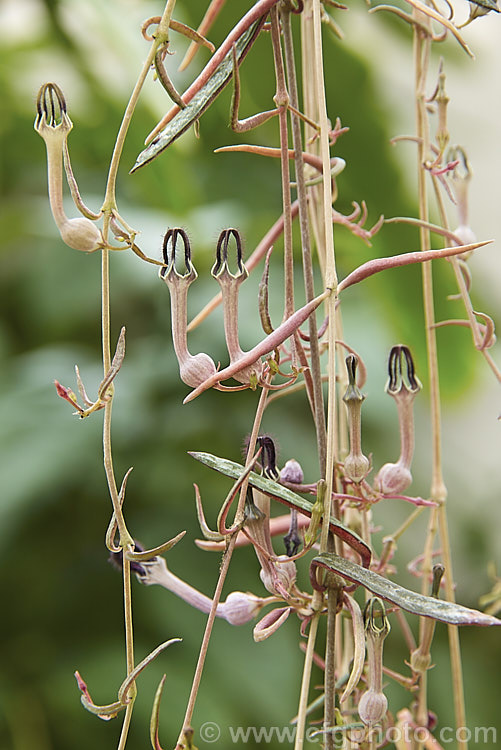 Ceropegia debilis (syn. Ceropegia linearis subsp. debilis</i>), a semi-succulent twining or cascading tuberous-rooted perennial found in southern Africa from Zimbabwe to the eastern Cape. The intriguing flowers capture visiting flies with their fine hairs, eventually allowing them to escape with a coating of pollen. It is sometimes known as needle vine because of its narrow leaves, though they are not sharp-tipped. Order: Gentianales, Family: Apocynaceae