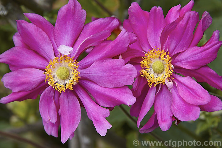 Anemone scabiosa (syns. Anemone hupehensis var. japonica, Anemone x hybrida, Anemone japonica</i>) 'Prinz Heinrich' (syn 'Prince Henry'), a deep pink, loosely semi-double-flowered form of the Japanese Anemone, an erect autumn-flowering perennial of garden origin, developed from species native to Japan and China 'Prinz Heinrich' was introduced in 1902 and has around 13 fairly narrow petals. Order: Ranunculales, Family: Ranunculaceae