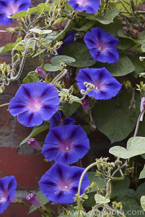 Common Morning Glory (<i>Ipomoea purpurea</i>), a tuberous-rooted climbing, twining perennial, originally from tropical and subtropical Asia and Africa but now well-established in mild climates worldwide. It can be rather invasive, growing rapidly and self-sowing freely. ipomoea-2702htm'>Ipomoea. <a href='convolvulaceae-plant-family-photoshtml'>Convolvulaceae</a>.