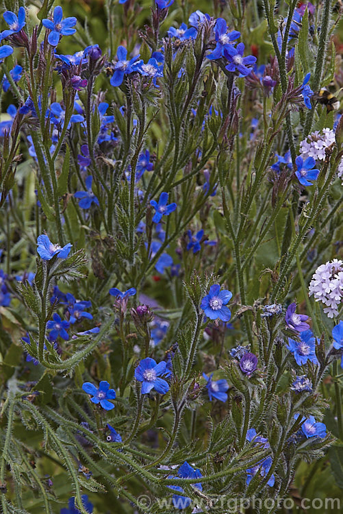 Anchusa azurea, a spring- summer-flowering perennial native to Europe, west Asia and North Africa. It grows to around 1m high. Order: Boraginales, Family: Boraginaceae