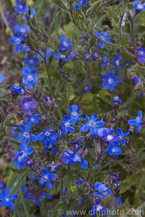 Anchusa azurea, a spring- summer-flowering perennial native to Europe, west Asia and North Africa. It grows to around 1m high. Order: Boraginales, Family: Boraginaceae