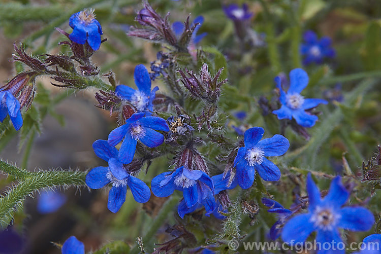 Anchusa azurea, a spring- summer-flowering perennial native to Europe, west Asia and North Africa. It grows to around 1m high. Order: Boraginales, Family: Boraginaceae