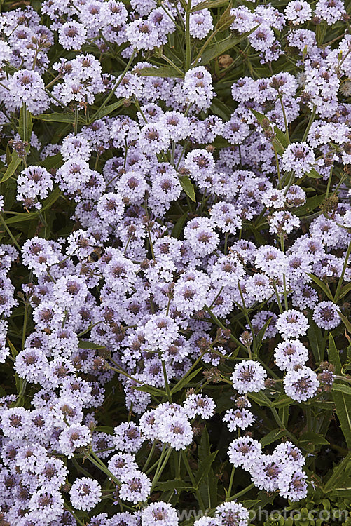 Verbena rigida 'Polaris', a very pale lavender blue-flowered cultivar of the Veined. Verbena a summer-flowering perennial native to southern Brazil and Argentina. It quickly becomes rangy and is often treated as a bedding annual. verbena-2396htm'>Verbena. .
