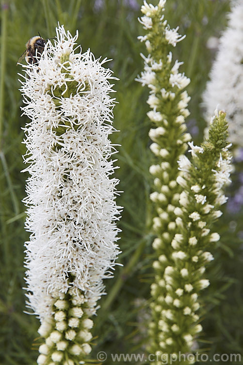 Liatris spicata 'Alba', a white-flowered cultivar of Gay Feather or Button Snakeroot, a summer-flowering perennial native to the eastern United States. It is easily cultivated and may naturalise in suitable climates. The flower stems are up to 15m tall, though often considerably shorter, stockier, and with more densely packed flowers in the garden forms. Order: Asterales, Family: Asteraceae