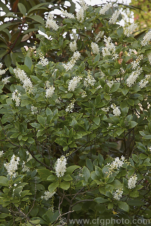 Sweet Pepper. Bush or Summer. Sweet (<i>Clethra alnifolia</i>), a deciduous, summer-flowering shrub or small tree up to 4m tall, with short spikes of small, sweetly scented creamy white flowers. It is native to eastern North America. clethra-2662htm'>Clethra. <a href='clethraceae-plant-family-photoshtml'>Clethraceae</a>.