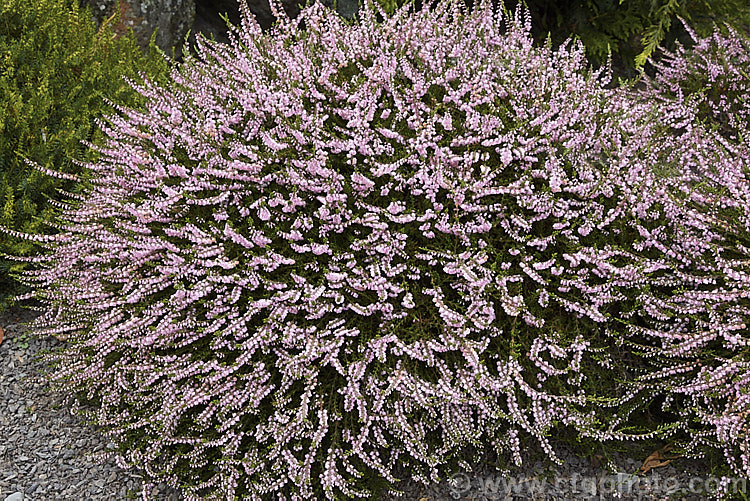 Calluna vulgaris 'Tib', an early flowering semi-double to double cultivar forming a spreading mound up to 30cm tall Found in Scotland's Pentland. Hills by Miss I. Young, whose nickname was. Tib. calluna-2108htm'>Calluna. Order: Ericales, Family: Ericaceae