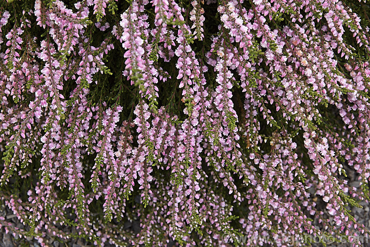 Calluna vulgaris 'Tib', an early flowering semi-double to double cultivar forming a spreading mound up to 30cm tall Found in Scotland's Pentland. Hills by Miss I. Young, whose nickname was. Tib. calluna-2108htm'>Calluna. Order: Ericales, Family: Ericaceae