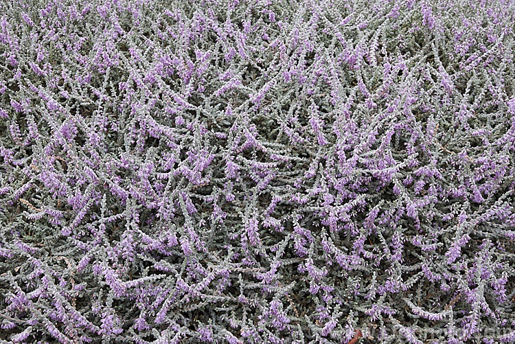 Calluna vulgaris 'Silver Cloud', heather cultivar with downy silver-grey foliage and dusky lavender pink flowers. It has a low, spreading habit and retain good foliage colour through winter, not becoming dirty grey like some silver cultivars. calluna-2108htm'>Calluna. Order: Ericales, Family: Ericaceae