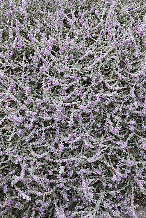 Calluna vulgaris 'Silver Cloud', heather cultivar with downy silver-grey foliage and dusky lavender pink flowers. It has a low, spreading habit and retain good foliage colour through winter, not becoming dirty grey like some silver cultivars. calluna-2108htm'>Calluna. Order: Ericales, Family: Ericaceae