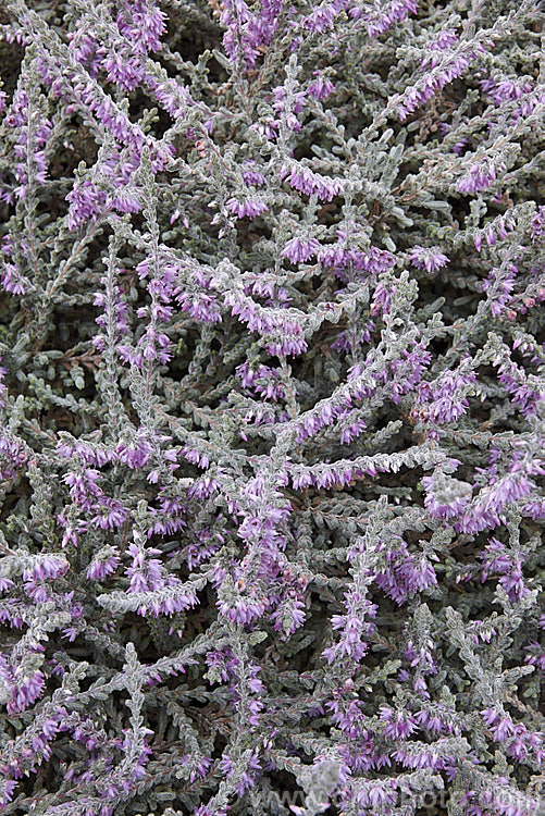 Calluna vulgaris 'Silver Cloud', heather cultivar with downy silver-grey foliage and dusky lavender pink flowers. It has a low, spreading habit and retain good foliage colour through winter, not becoming dirty grey like some silver cultivars. calluna-2108htm'>Calluna. Order: Ericales, Family: Ericaceae