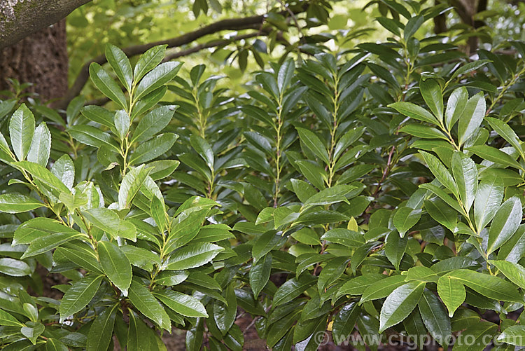 The foliage of Eurya japonica, an evergreen shrub or small tree native to temperate eastern Asia it is a camellia relative and has late winter- to spring-borne flowers that emit a rather unpleasant acrid aroma. eurya-2970htm'>Eurya. <a href='pentaphylacaceae-plant-family-photoshtml'>Pentaphylacaceae</a>.