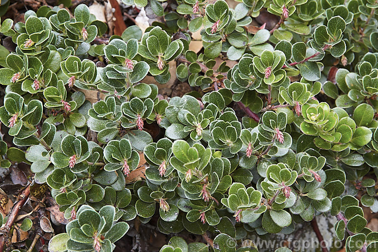 The summer foliage and developing flower buds of Pine-mat Manzanita (<i>Arctostaphylos nevadensis</i>), a sprawling, spring- to early summer-flowering evergreen shrub native to the western United States. It is usually just a few centimetres high but can spread to well over 1m wide. Order: Ericales, Family: Ericaceae