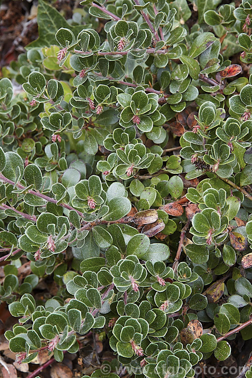 The summer foliage and developing flower buds of Pine-mat Manzanita (<i>Arctostaphylos nevadensis</i>), a sprawling, spring- to early summer-flowering evergreen shrub native to the western United States. It is usually just a few centimetres high but can spread to well over 1m wide. Order: Ericales, Family: Ericaceae